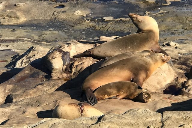 The La Jolla Tour - Photo 1 of 9